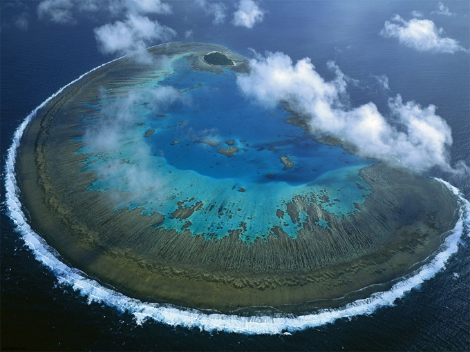 lady-musgrave-island-coral